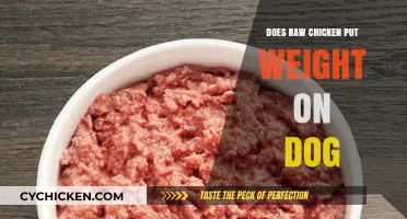 Can Raw Chicken Help Your Dog Gain Weight? Facts and Risks