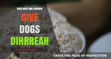 Can Rice and Chicken Cause Diarrhea in Dogs? Facts Revealed