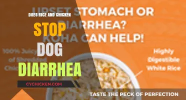 Can Rice and Chicken Effectively Stop Dog Diarrhea? Find Out Here