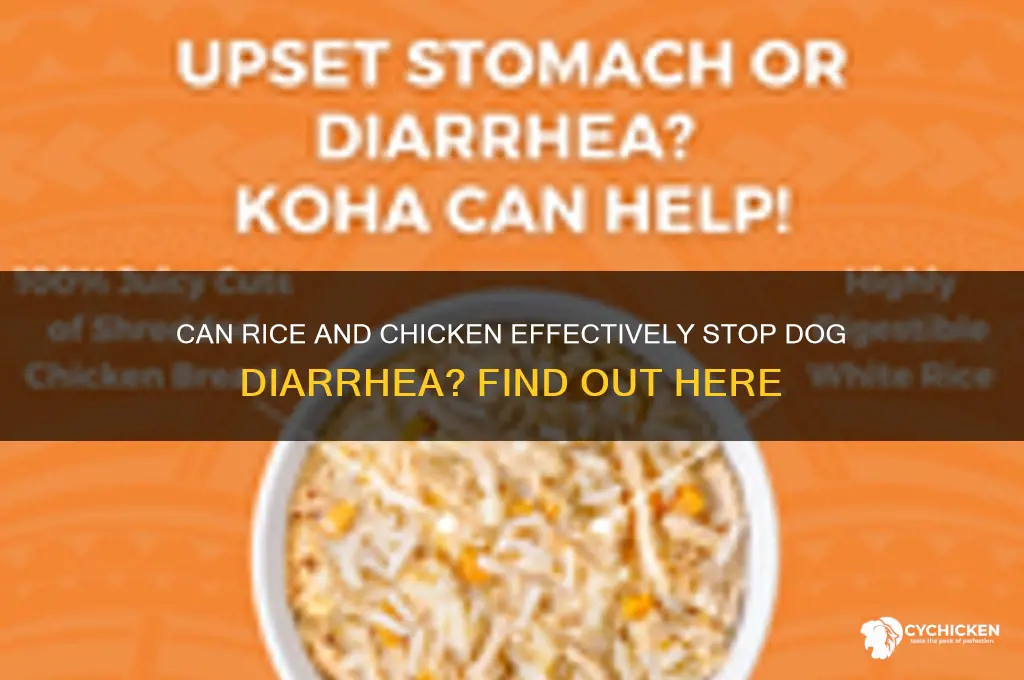 does rice and chicken stop dog diarrhea