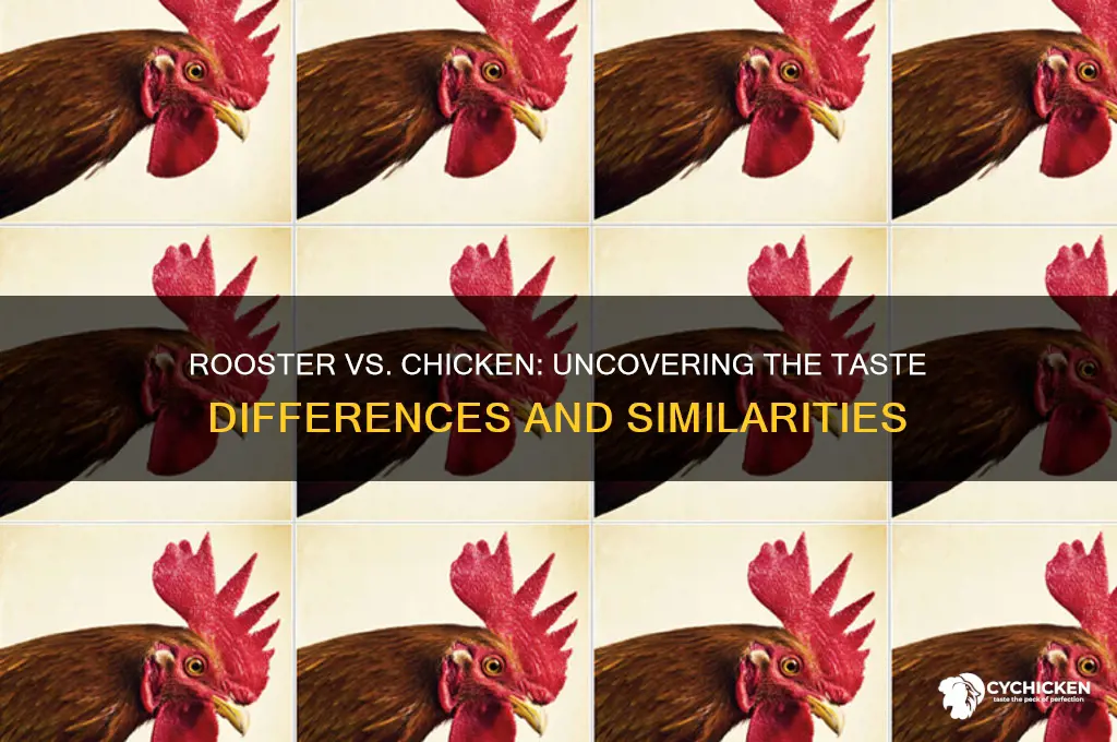 does rooster and chicken taste the same