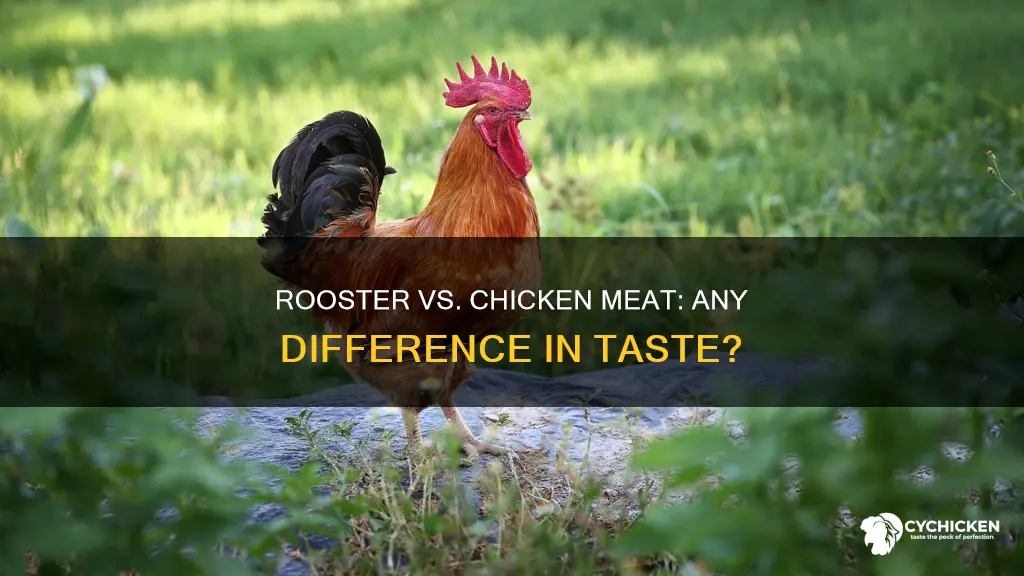does rooster meat and chicken meat tase the same