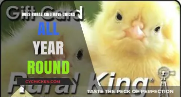 Does Rural King Sell Chicks Year-Round? A Complete Guide