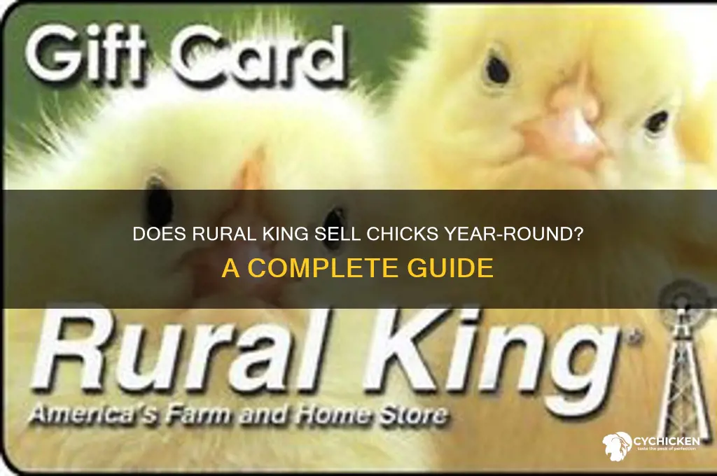 does rural king have chicks all year round