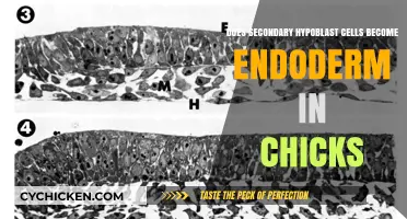 Do Chick Secondary Hypoblast Cells Develop into Endoderm?