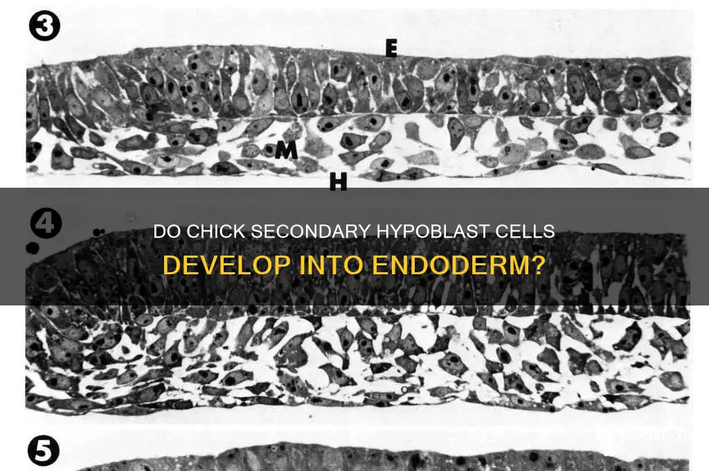 does secondary hypoblast cells become endoderm in chicks