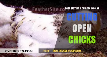 Sexting a Chicken: Debunking Myths About Chickens and Cruelty