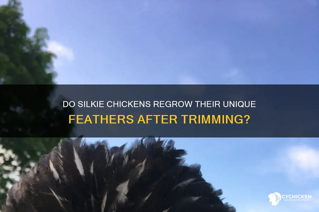 does silkie chicken grow their hair if trimmed