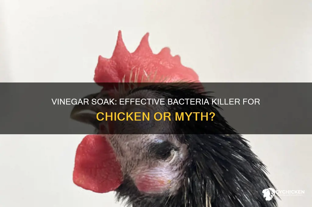 does soaking chicken in vinegar kill bacteria