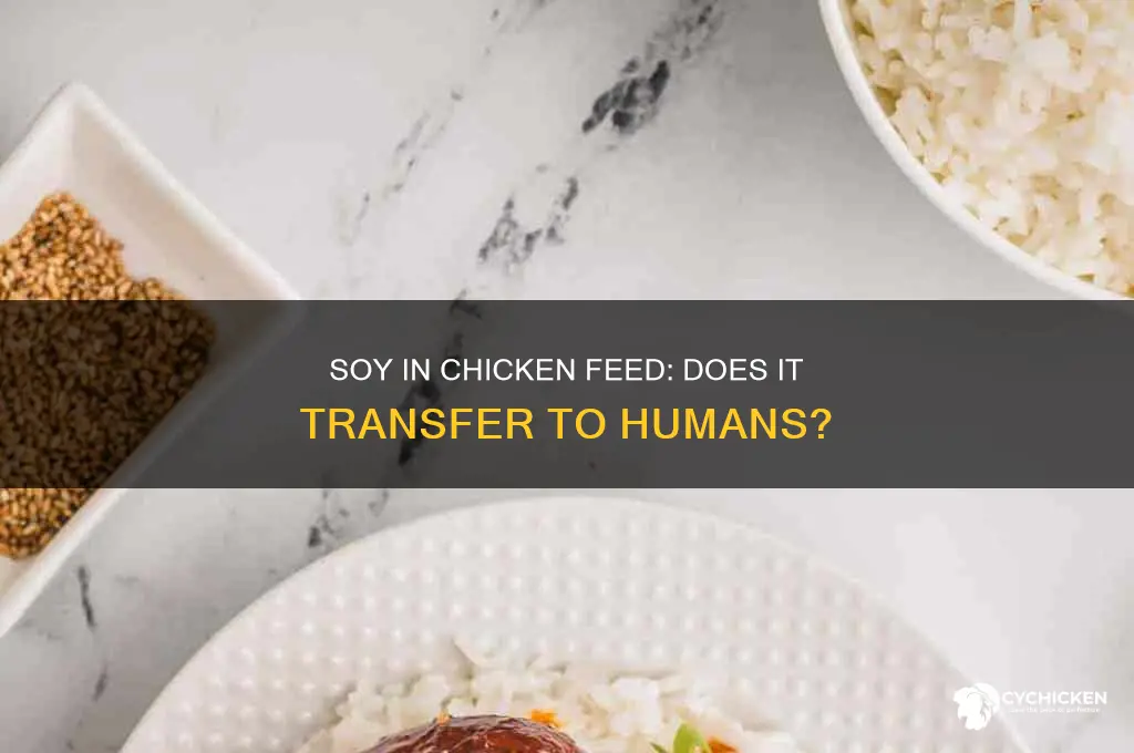 does soy in chicken diet transfer to people