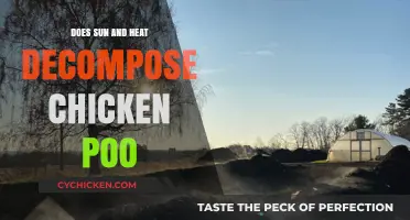 Sun's Impact: Does Heat Decompose Chicken Poo Effectively?