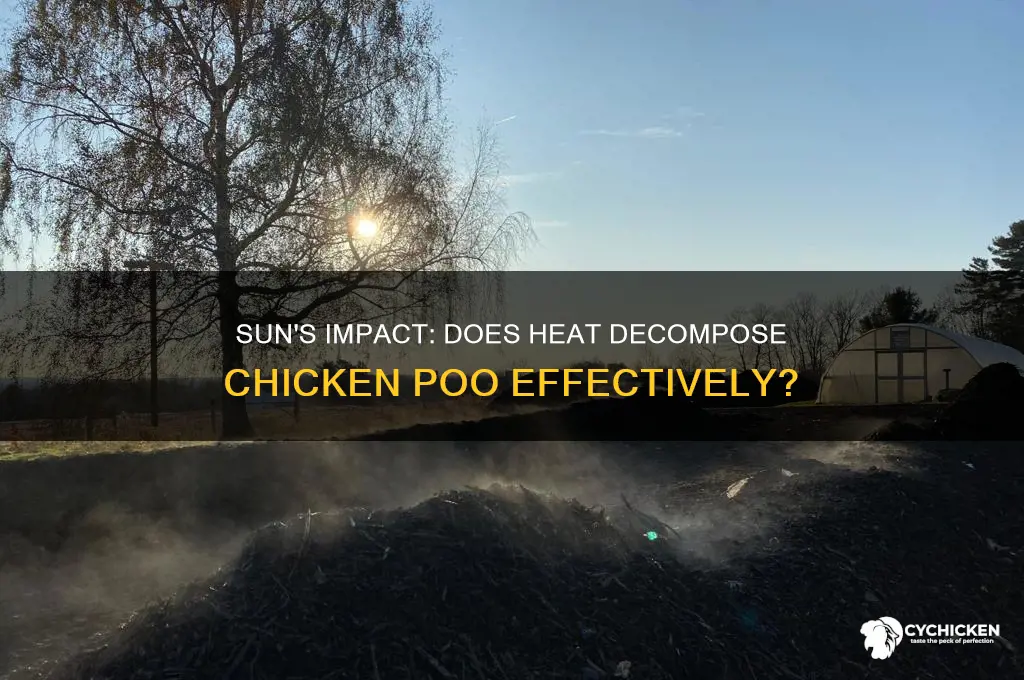does sun and heat decompose chicken poo