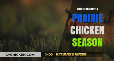 Texas Prairie Chicken Hunting Season: Rules, Dates, and Regulations Explained