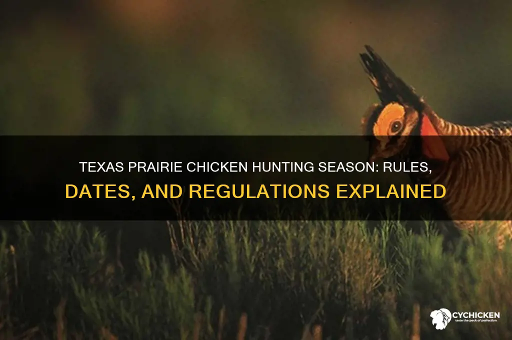 does texas have a prairie chicken season