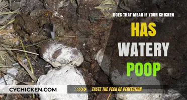 Watery Chicken Poop: What Does It Mean?