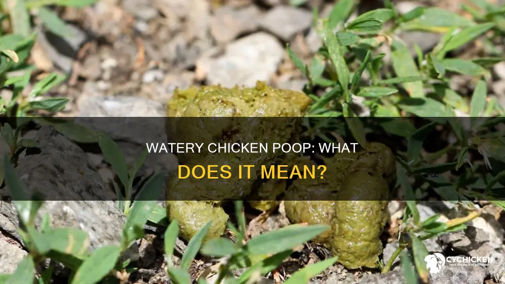 does that mean if your chicken has watery poop