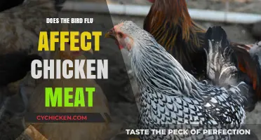 Bird Flu and Chicken Meat: Safety Concerns and Facts You Need to Know