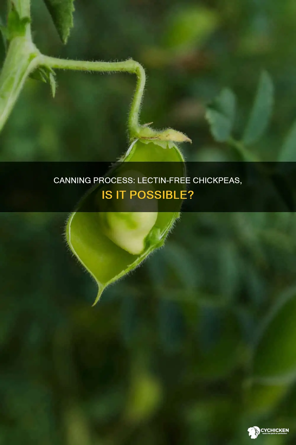 does the canning process destroy kill lectin in chick peas