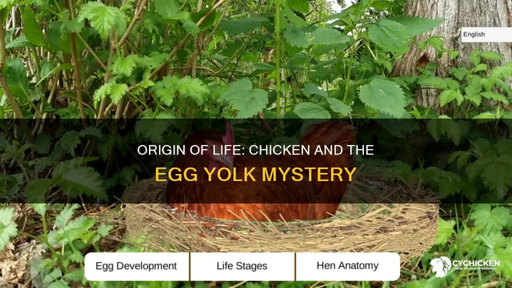 does the chicken come from the yolk or the white