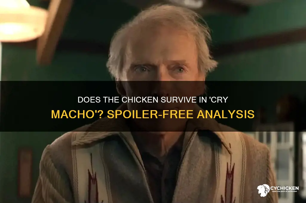 does the chicken die in cry macho