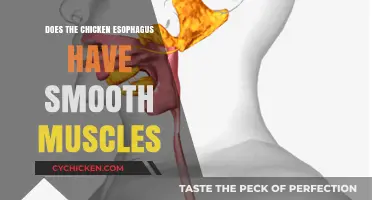 Exploring the Chicken Esophagus: Smooth Muscles and Their Role