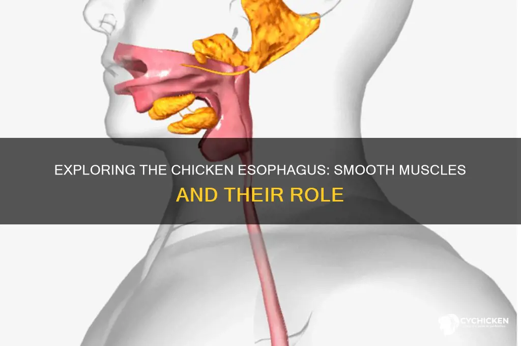 does the chicken esophagus have smooth muscles