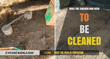 Maintaining a Clean Chicken Run: Essential Tips for Healthy Birds