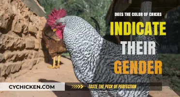 Chick Color and Gender: Unraveling the Myth Behind Feather Hues