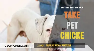 Does East Bay SPCA Accept Pet Chickens? Your Questions Answered
