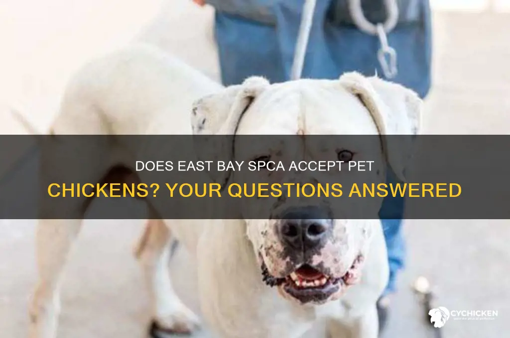does the east bay spca take pet chicke