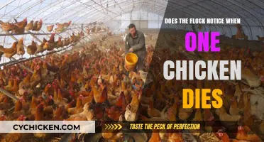 Do Chickens Grieve? Understanding Flock Dynamics When a Member Dies