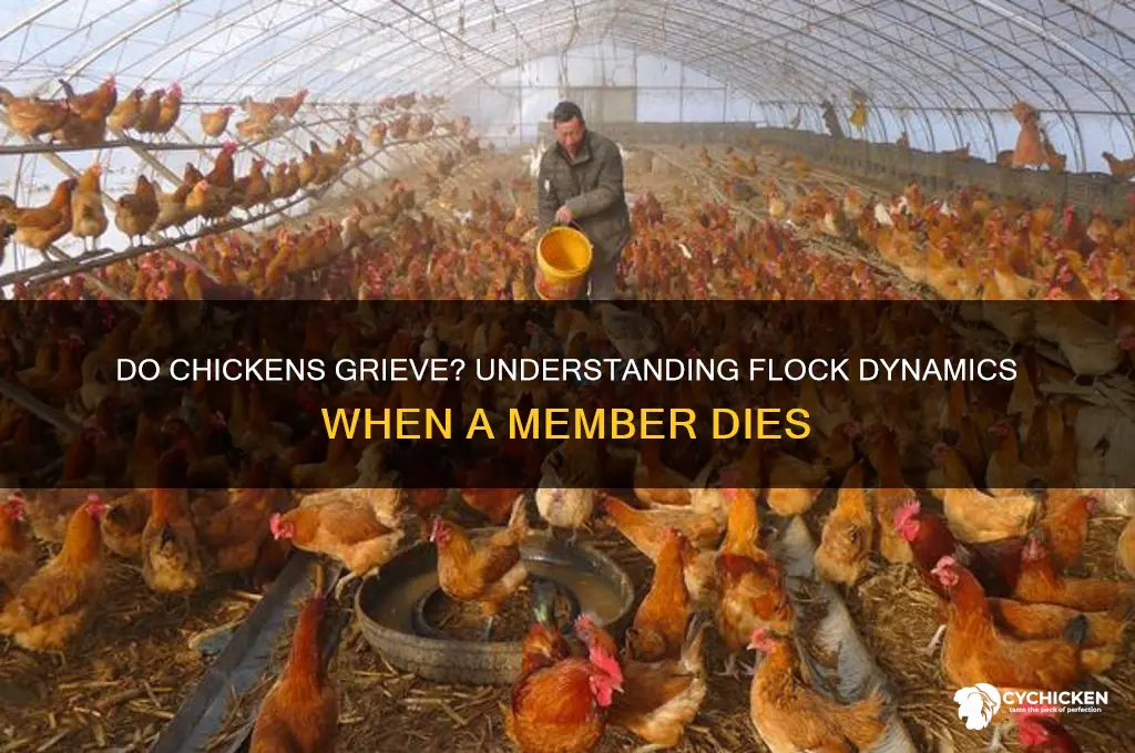does the flock notice when one chicken dies
