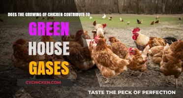 Chicken Farming: Greenhouse Gas Culprit or Climate-Friendly?