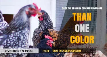 Exploring the Colorful Varieties of the Leghorn Chicken Breed
