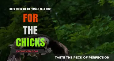 Bald Hunting: Who's the Chick Magnet?