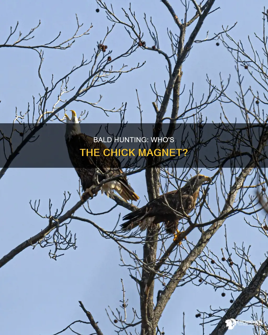does the male or female bald hunt for the chicks