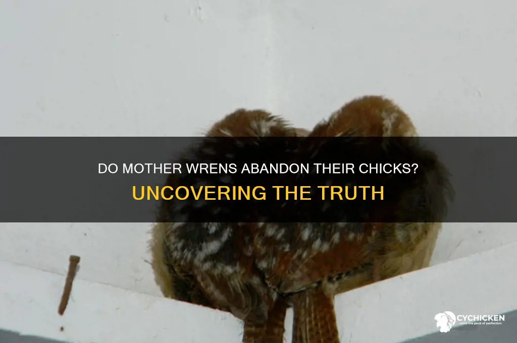 does the mother wren ever abandon chicks