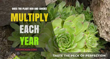 How to Multiply Your Hen and Chicks Succulents
