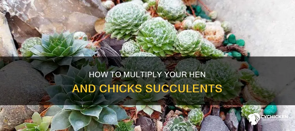 does the plant hen and chicks multiply each year