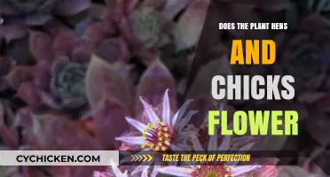 Do Hens and Chicks Plants Bloom? Unveiling Their Flowering Secrets