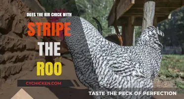 Does the Striped Rir Chick Really Mate with the Roo?