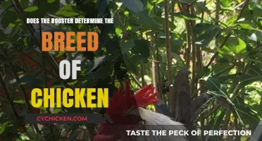 Rooster's Role: Does It Determine Chicken Breed Characteristics?