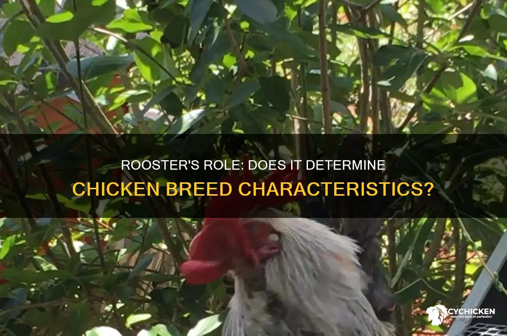 does the rooster determine the breed of chicken