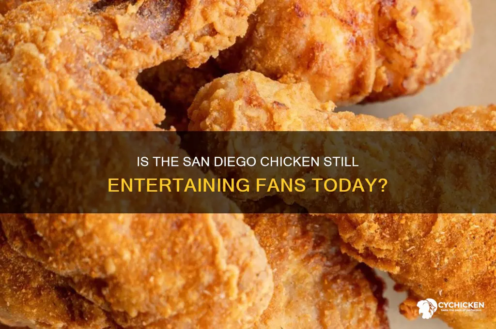 does the san diego chicken still perform
