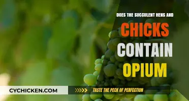 Hens and Chicks Succulents: Opium Content Myth Debunked