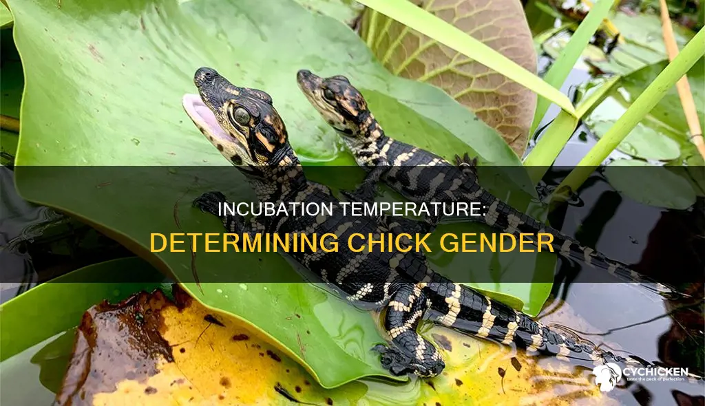 does the temperature determine what sex a chick will be