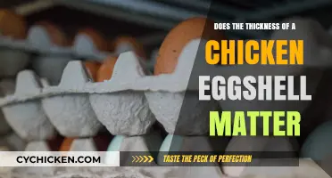 Does Eggshell Thickness Impact Chicken Egg Quality and Hatchability?