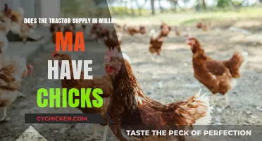Tractor Supply Millis: Chickens and More