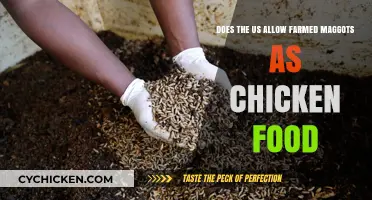 US Chicken Feed: Maggots on the Menu?