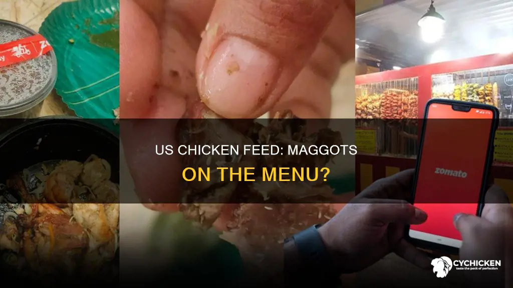 does the us allow farmed maggots as chicken food